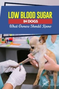 Guide on Low Blood Sugar in Dogs What Owners Should Know