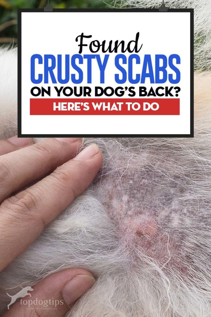 Have You Found Crusty Scabs on Dog's Back - Here’s Why and What to Do