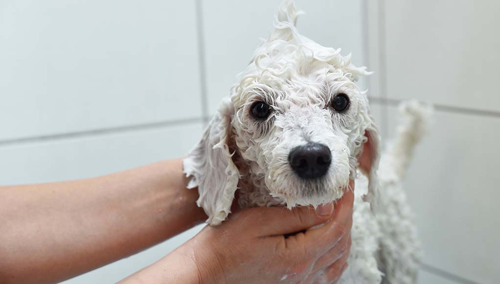 How to Make Whitening Dog Shampoo (DIY Step by Step)