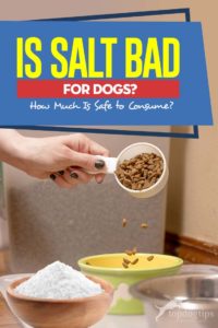 Is Salt Bad for Dogs and How Much Is Safe to Consume