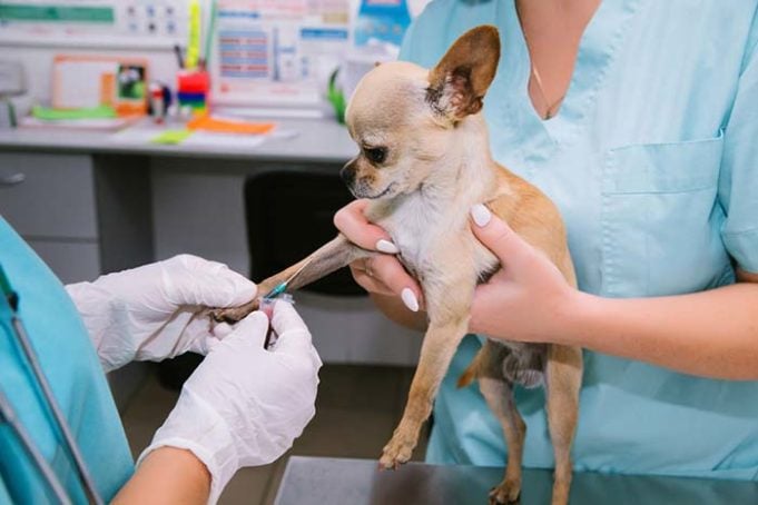 Low Blood Sugar in Dogs - What Owners Should Know