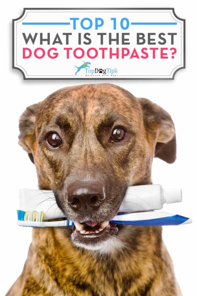 My Top 10 Favorite Dog Toothpaste Brands