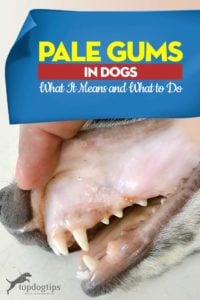 Pale Gums in Dogs Guide - What It Means and What to Do