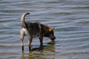 Salt poisoning in dogs from swimming in ocean