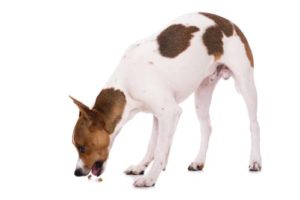 Salt toxicity in dogs