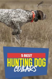 The 5 Best Hunting Dog Collars