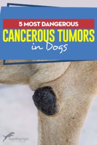 The 5 Most Dangerous Cancerous Tumors in Dogs