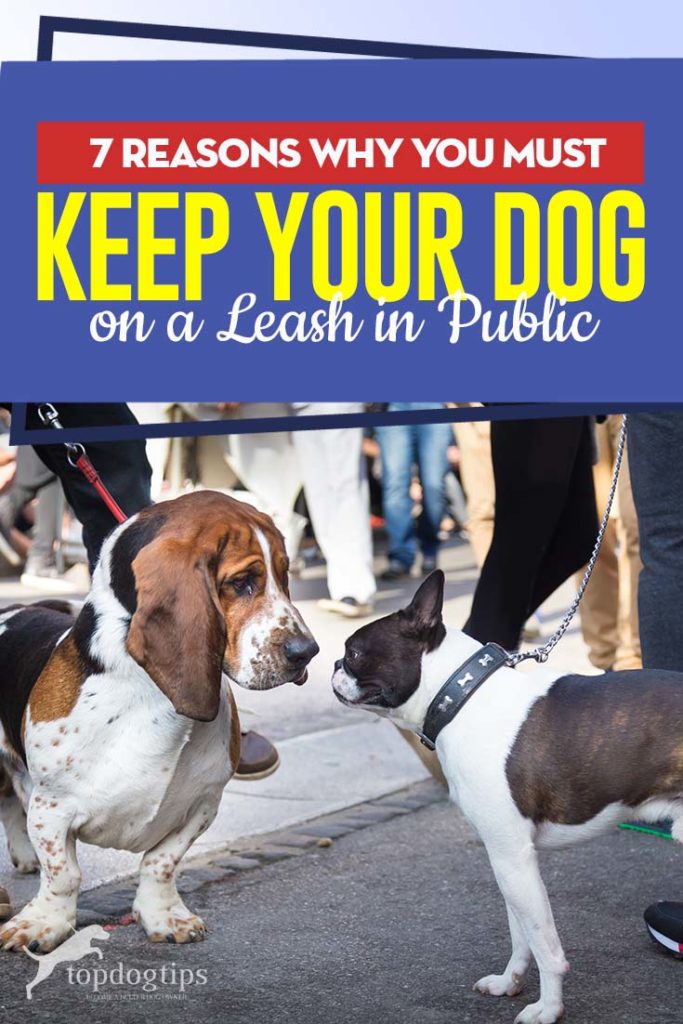 The 7 Reasons Why You Must Keep Your Dog on a Leash in Public