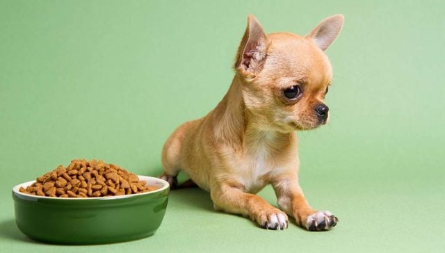 The Best Sensitive Stomach Dog Foods