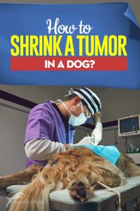 Tips on How to Shrink a Tumor in a Dog