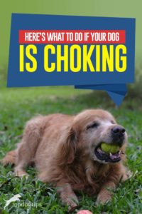 Tips on What to Do If Dog Is Choking