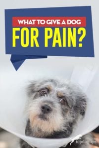 Tips on What to Give a Dog for Pain