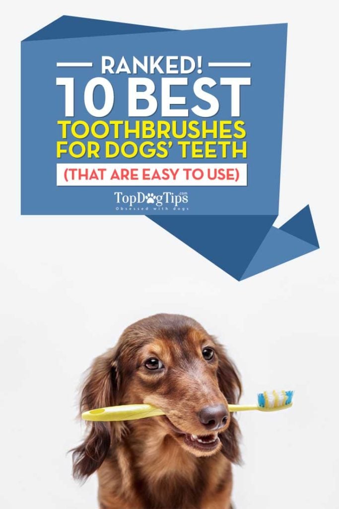 Top 10 Best Dog Toothbrush Review