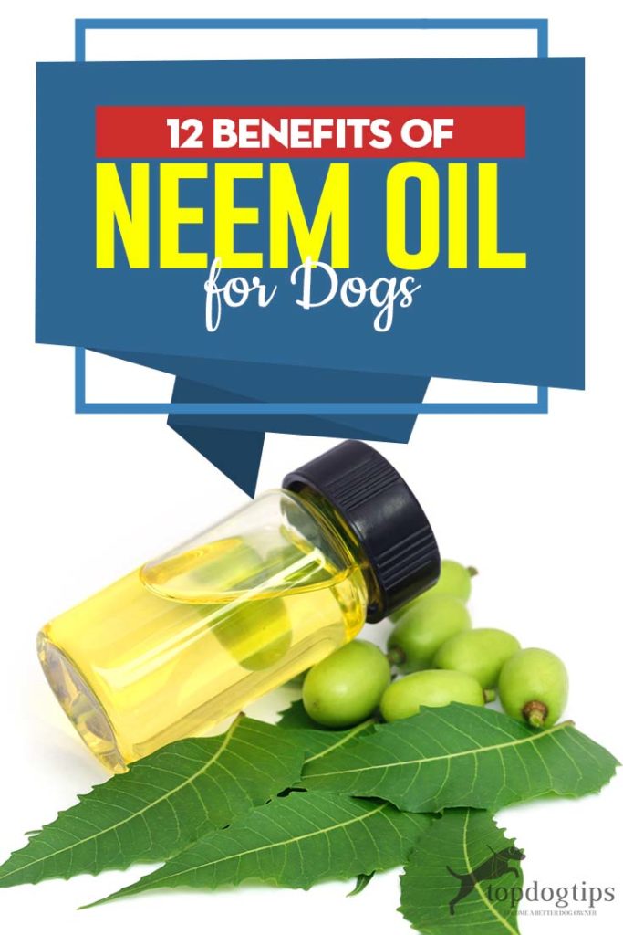 Top 12 Benefits of Neem Oil for Dogs and What You Should Know