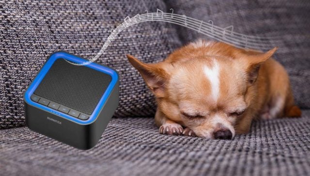 Tiny dog sleeping beside a white noise machine