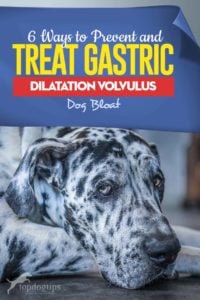 Top 6 Ways to Prevent and Treat Gastric Dilatation Volvulus (Dog Bloat)