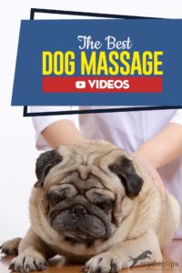 Top Best Dog Massage Videos