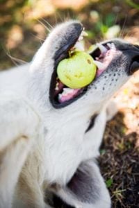 What Causes Choking in Dogs Most Often