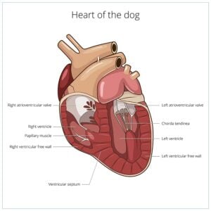 What are Heart Murmurs in Dogs