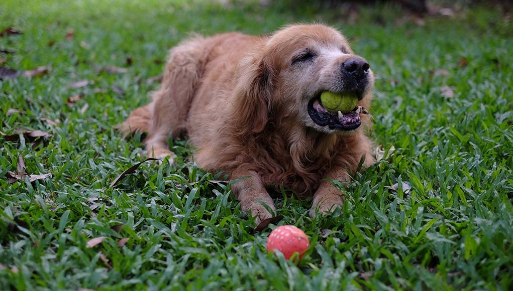 What to Do If Dog Is Choking