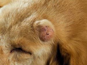 What tumor in dogs looks like