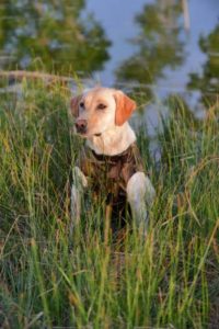 What's a Dog Hunting Vest and When You Need It