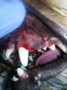 Why Is Dental Hygiene Important for Dogs