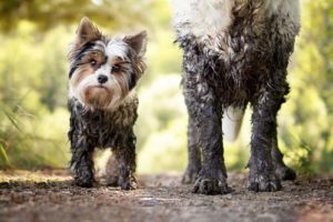 Why and How Does Dog’s Fur Get Stained