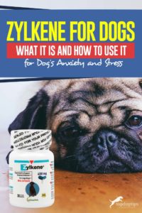 Zylkene for Dogs - What It Is and How to Use It for Dog's Anxiety and Stress