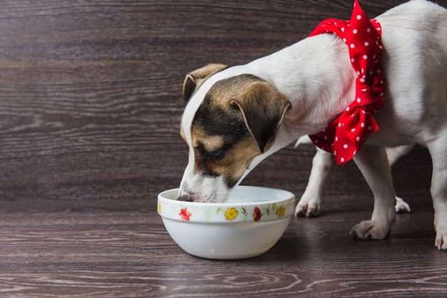 10 Best Novel Protein Dog Foods