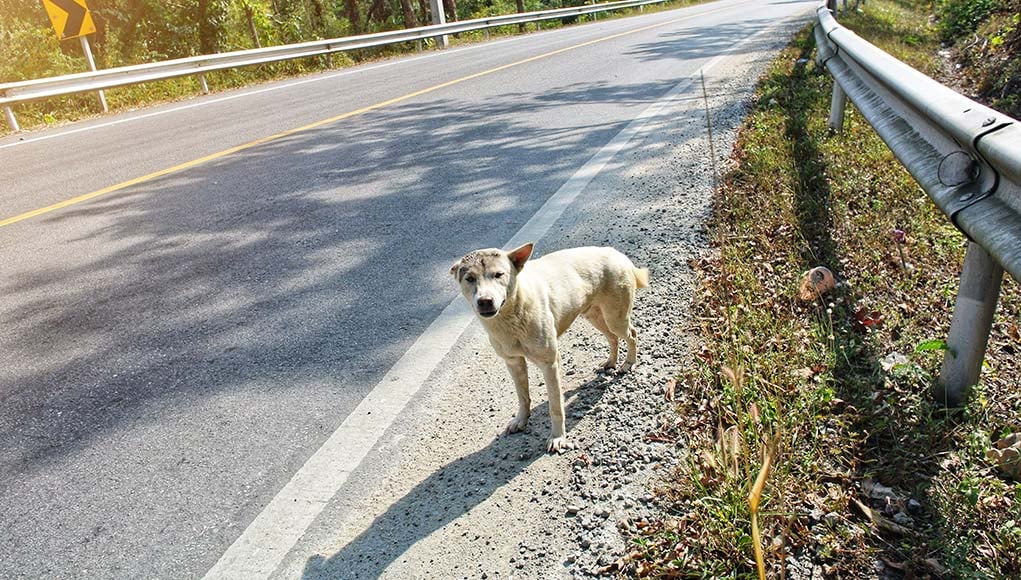 12 Things to Do When You Find an Abandoned Dog