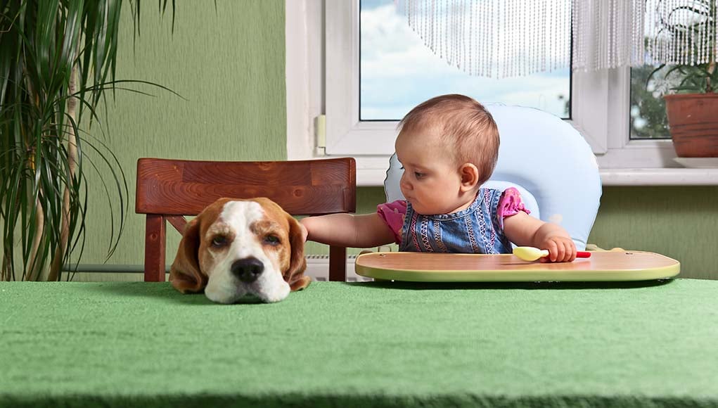 12 Tips for Introducing a Toddler to a Dog