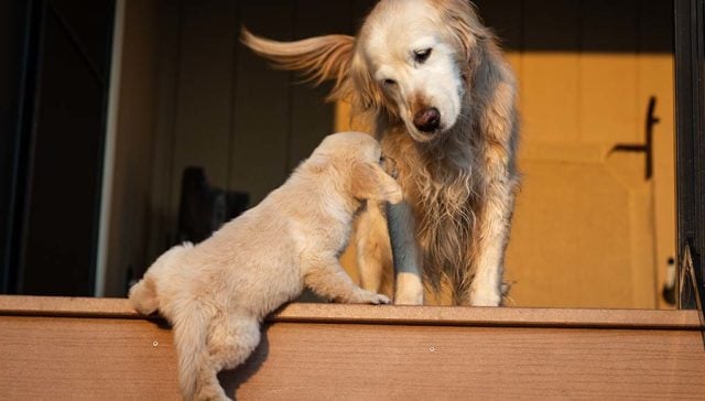 Are Stairs Bad for Dogs