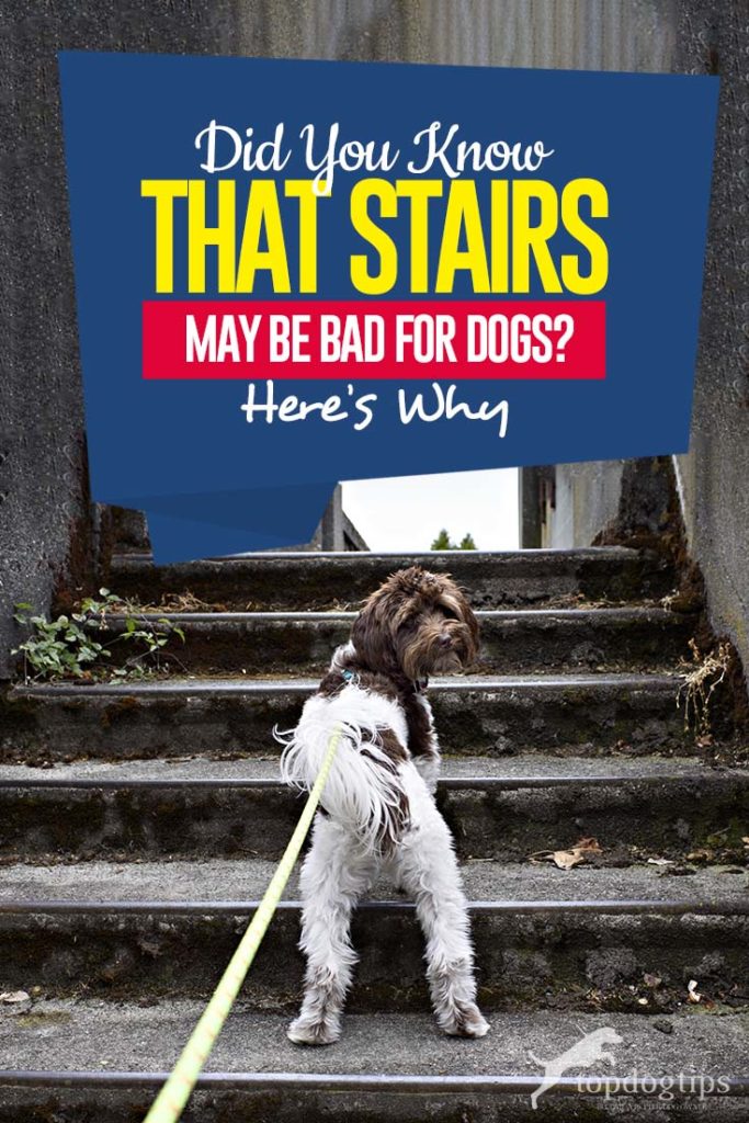 Are Stairs Bad for Dogs and Why