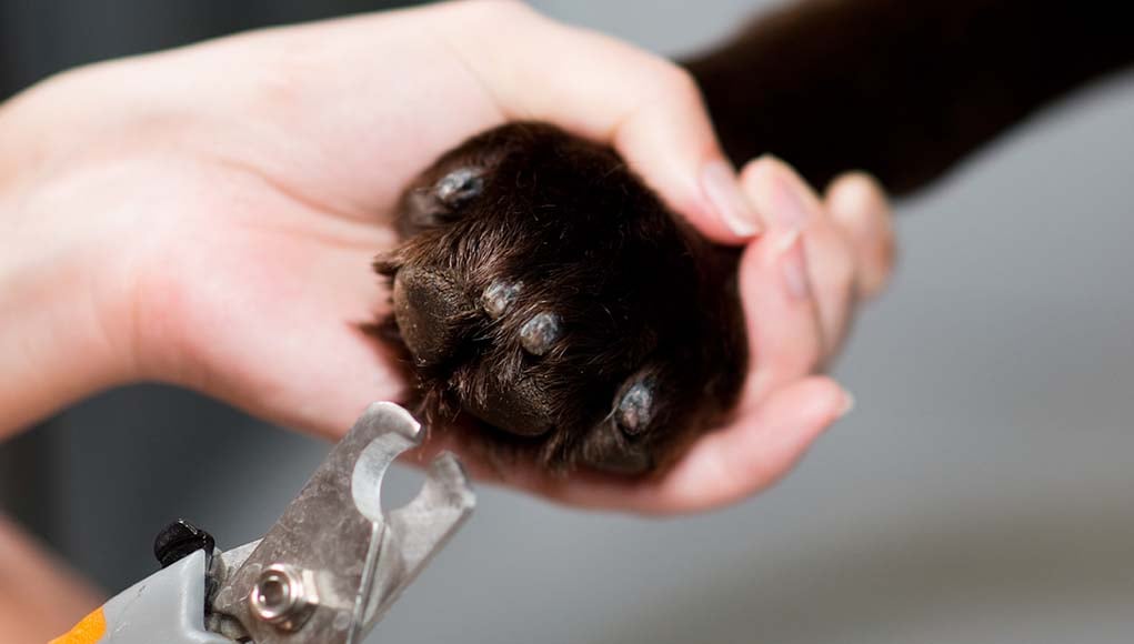 Best Large Dog Nail Clippers