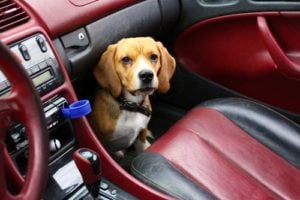 Best dog car anxiety relief for dogs