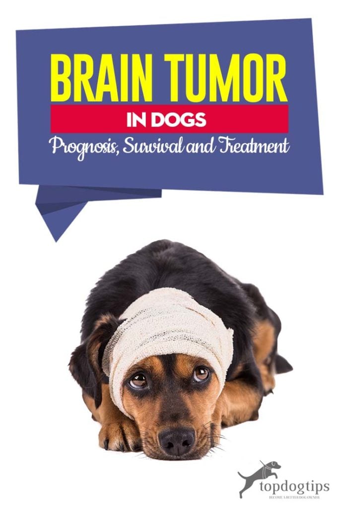 Brain Tumor in Dogs - Prognosis, Survival, and Treatment