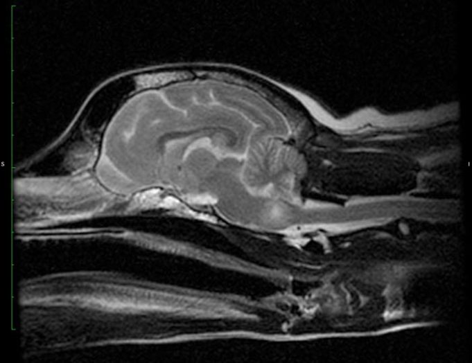 Brain Tumor in Dogs - Prognosis, Survival, and Treatment