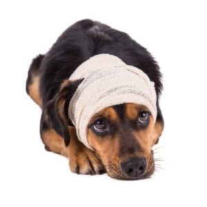 Conclusion on brain tumors in dogs