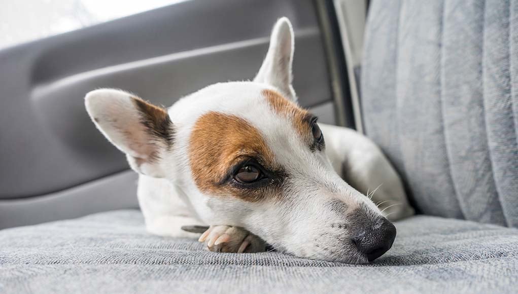 Dog Car Anxiety - 5 Ways to Solve It