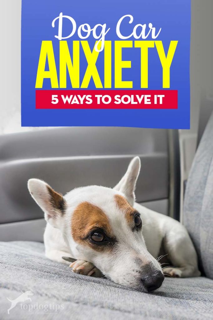 Dog Car Anxiety and the 5 Ways to Solve It