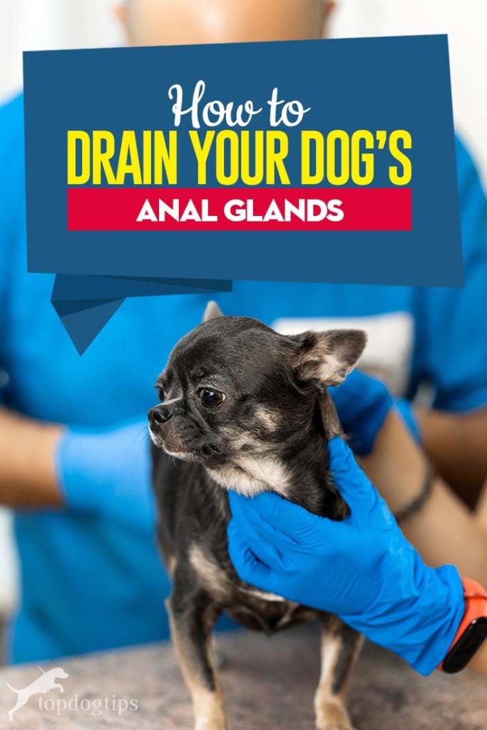 Guide on How to Drain Anal Glands on Dogs