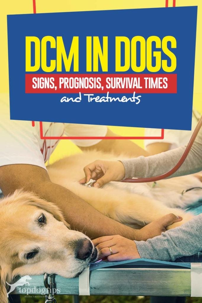 Guide to DCM in Dogs