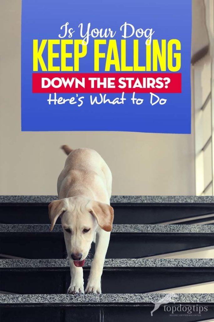 Here What You Should Do If Your Dog Keeps Falling Down the Stairs