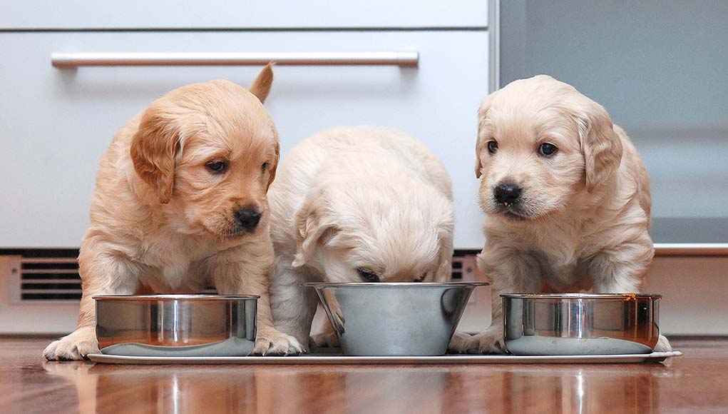 How to Save Money with Homemade Dog Food Cooking