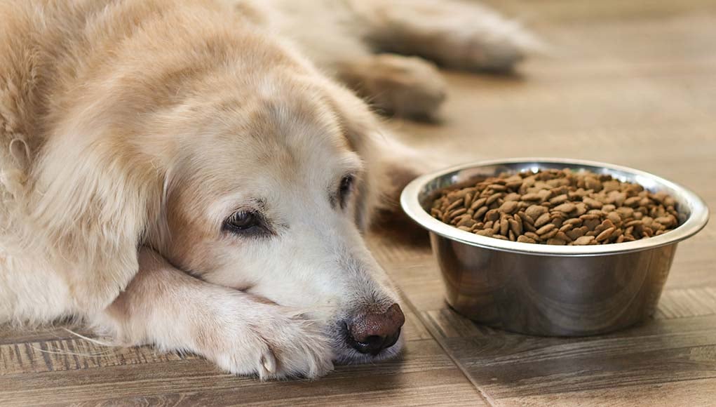 Low Protein Diet for Dogs - The Ultimate Guide