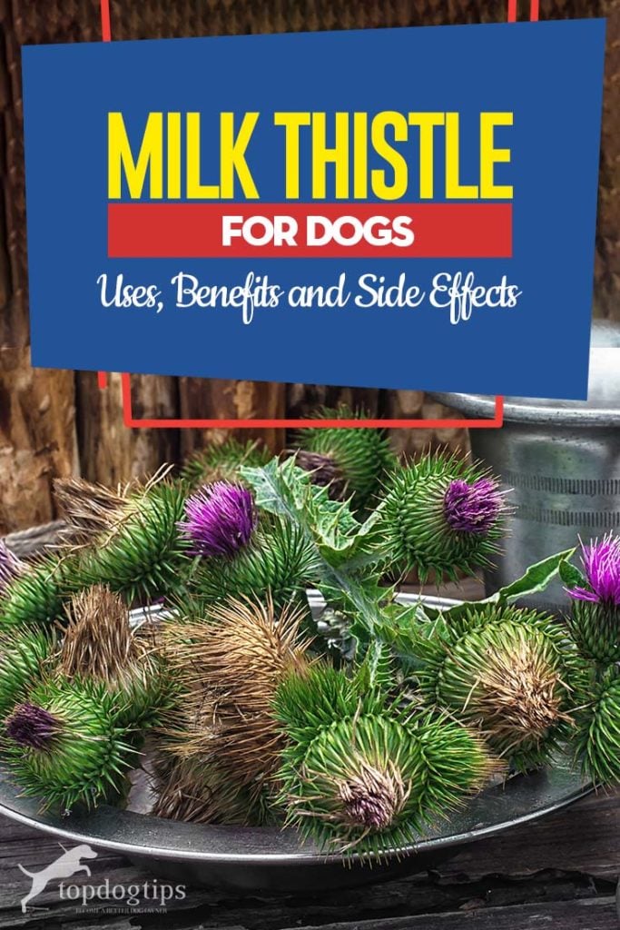 Milk Thistle for Dogs - Its Uses, Benefits and Side Effects