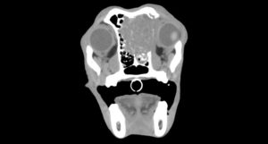 Nasal tumor in the dog spreading to the brain