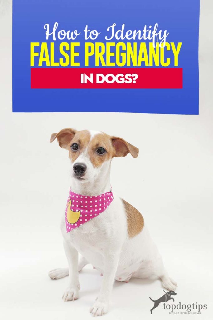 Pseudocyesis or Phantom Pregnancy in Dogs