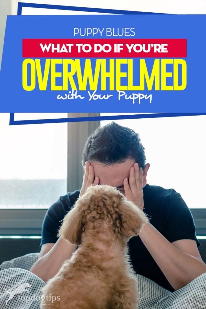 Puppy Blues and What To Do If You’re Overwhelmed With Your Puppy